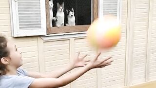 Funny cat