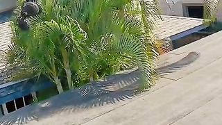 Remote control car _