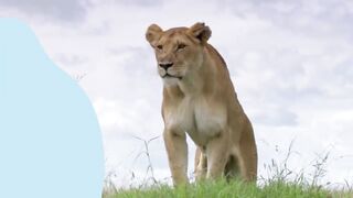 Cute tiger fight animals #animals#febsot