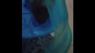 Hamsters ????