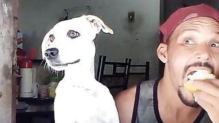 Dog funny video