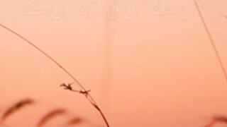 Hadise pak|hadees Sharif|Nahin pak ke bare mein aadesh