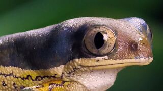 Multicolor frog closing its eyes closeup shot