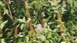 Best lemon plant