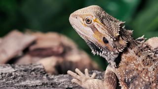 A lizard breathes slowly