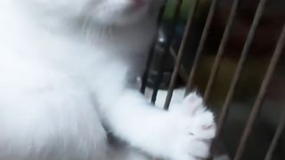 "top cats | The Ultimate Cuteness Overload"