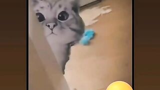 Cat reaction