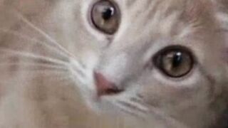 song#viral febspot#lovely song cat
