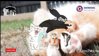 Lovely Cat's Dogs & more