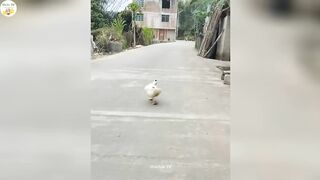 Funniest Moments - Fail Video Compilation.