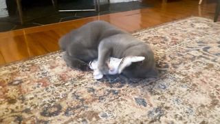 Cute and funny cat