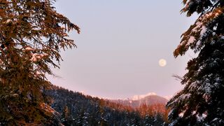 Moon in the sky a snowy forest