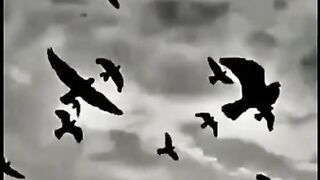 Best video