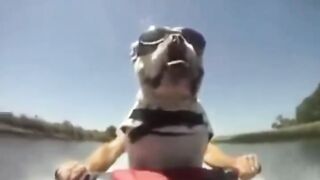 Cute puppy