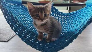 Приколы С Животными _ Попробуй Не Засмеяться! _ Funny Animals _