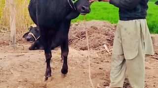 Village life cute life