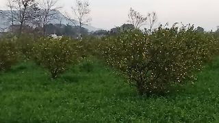 Nature Greenery