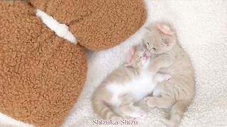 Funny Animal Videos _ Beautiful Cat funny video###Funny Animal Videos _ Beautiful Cat funny video