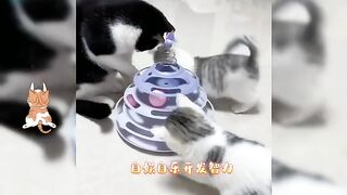 Funny Animals - Funny Cats _ Kitten - Funny Animal Videos