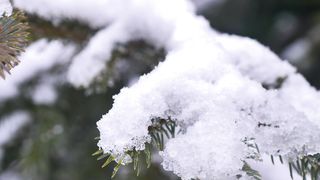 Snow covering a pine tree leaves