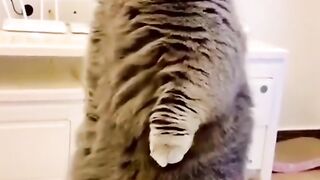 Cats Hair Cutting Check Reactions