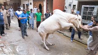 qurbani ka janwar kaisa hona chahiye