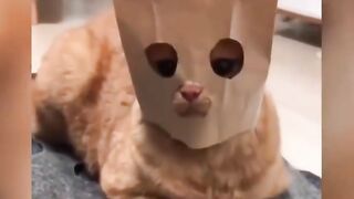 Funny Cat Videos _ Footage ## very funny cats
