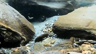 Beautiful fish in a water