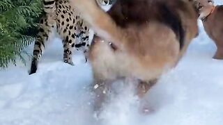 let's play.