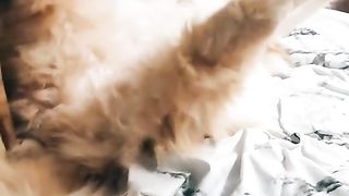 Котик отдыхает.