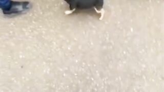 defender of the drunken owner.
