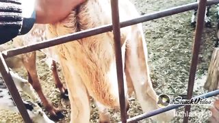 Goat farm