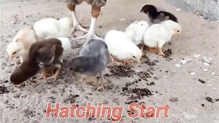 Day 1 To 120 Days Growing Aseel Rooster Chicks. Moss Paar Aseel Chick_s