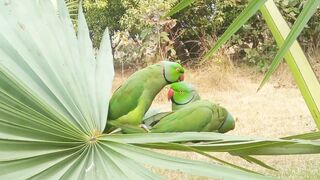 Parrot video parrots paradise