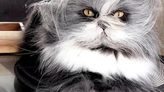 Scariest Cat i'e ever seen ????