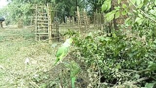 beautiful parrot world biggest parrots