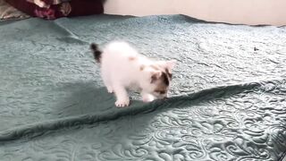 Funniest Animals ???? Funny Cats and Dogs 2023 ???????? Part 1