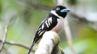 Beautiful birds with relaxing sounds