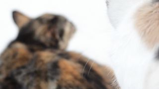 cats facts|cuteness of cats and kittens overloaded