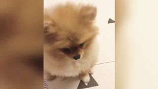 Cute Pomeranian Puppies Videos Compilation 2023 - Cutest and Funny Dogs.