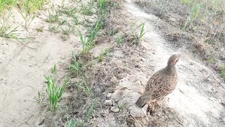 dakni teetar ki voices