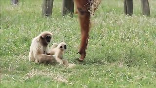 Funny Monkey 2033