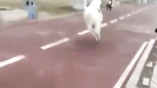 Horse attitude;)