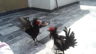 Australop Cock Fight
