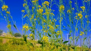 Village life beautiful mode BWP Sunny day