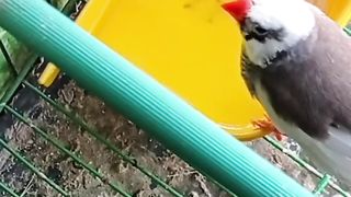 Birds Enjoying the Weather
