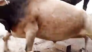 Bull fight could be dangerous