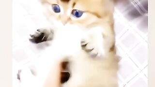 NK FUNNY PETS #33
