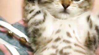 nk funny pets #34