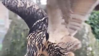 a very joyful owl.